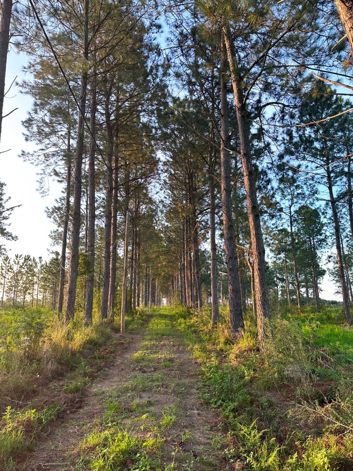 Terrenos en venta en Helvecia