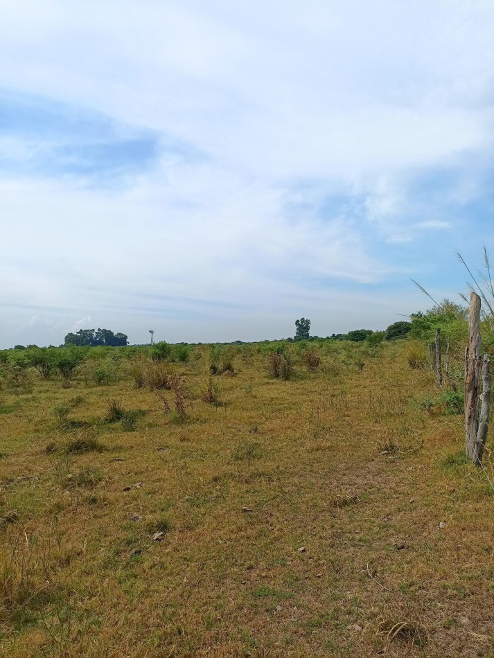 Campo de 40 Has ganaderas