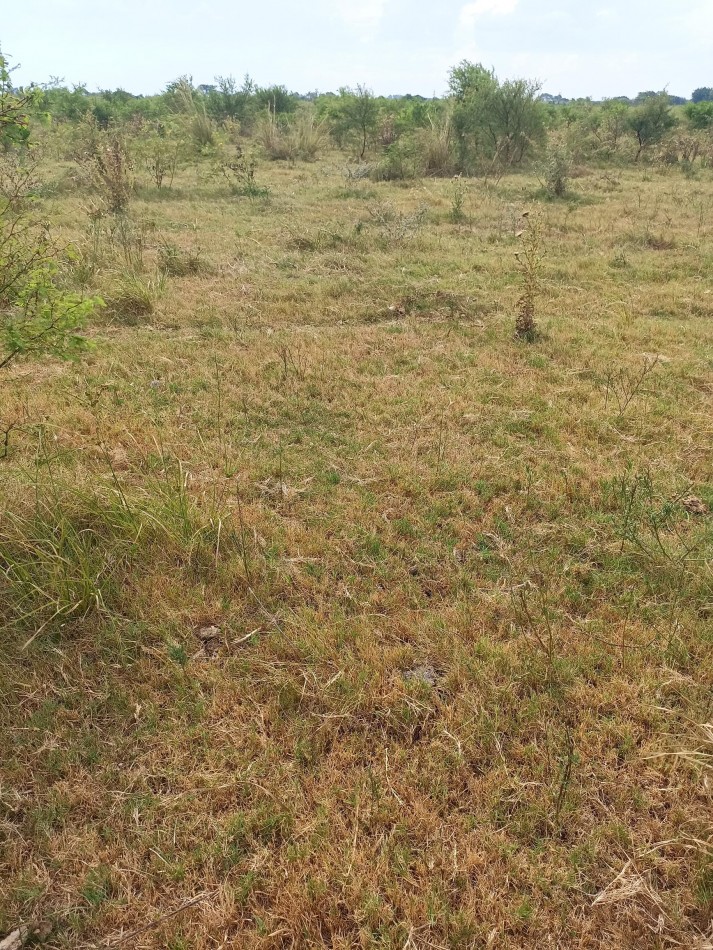 Campo de 40 Has ganaderas