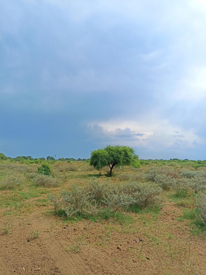 Campo de 40 Has ganaderas