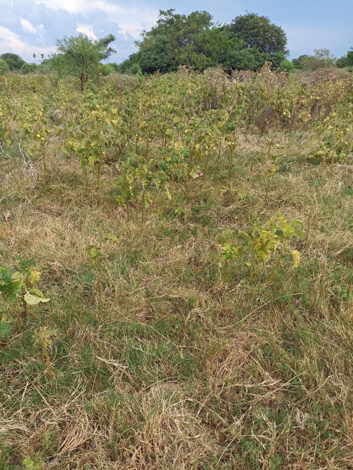 Campo de 40 Has ganaderas