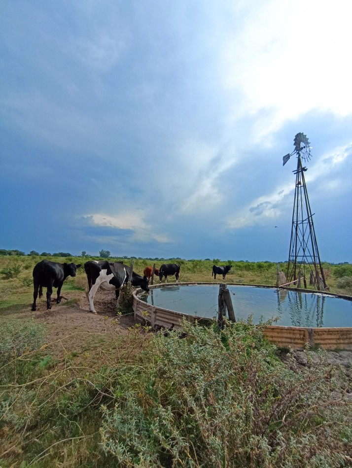 Campo de 40 Has ganaderas