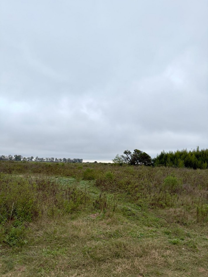 Campo en venta