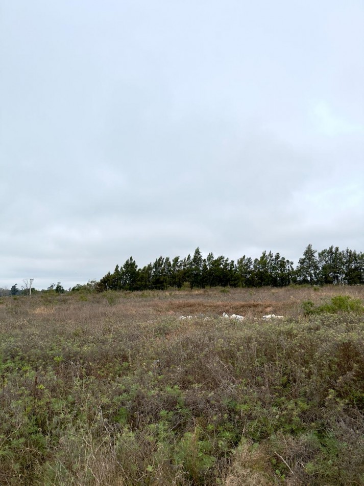 Campo en venta