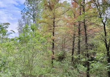 Campo en venta en Arroyo Leyes